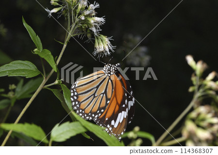 台灣澤蘭花朵上的虎斑蝶特寫 台灣澤蘭花朵上的虎斑蝶特寫 114368307
