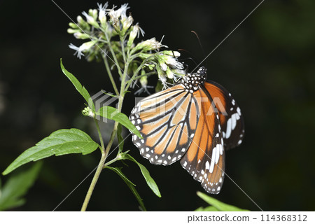 台灣澤蘭花朵上的虎斑蝶特寫 114368312