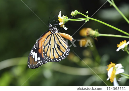 虎斑蝶在咸豐草花朵上吸食花蜜 114368331