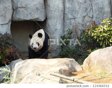 熊貓在動物園裡 熊貓在動物園裡 114368332