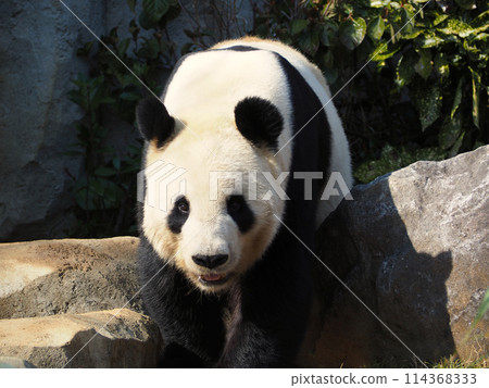 熊貓在動物園裡 熊貓在動物園裡 114368333