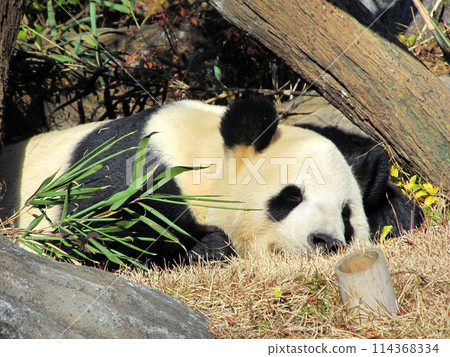 動物園裡的熊貓正在午睡 動物園裡的熊貓正在午睡 114368334