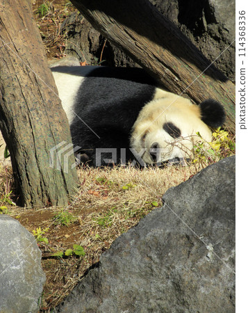 動物園裡的熊貓正在午睡 動物園裡的熊貓正在午睡 114368336