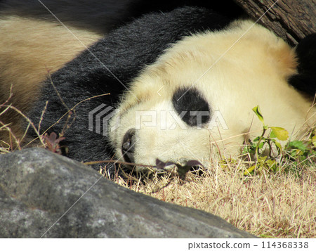 動物園裡的熊貓正在午睡 動物園裡的熊貓正在午睡 114368338