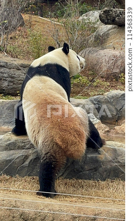 熊貓在動物園裡 熊貓在動物園裡 114368339