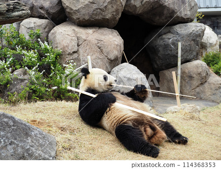 Panda in the zoo eating bamboo 114368353