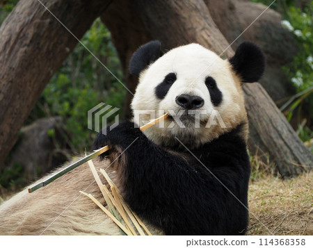 Panda in the zoo eating bamboo Panda in the zoo eating bamboo 114368358