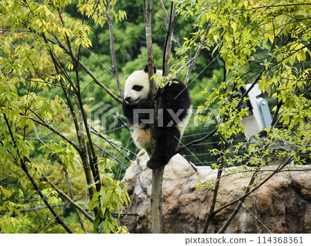 動物園裡的熊貓爬樹 動物園裡的熊貓爬樹 114368361