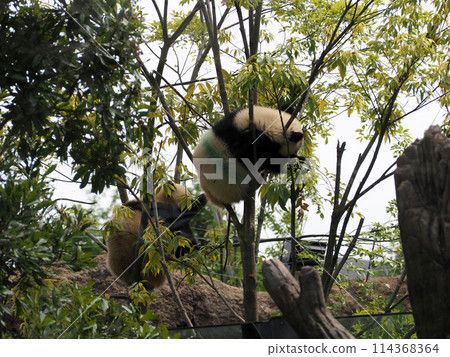 動物園裡的熊貓爬樹 114368364