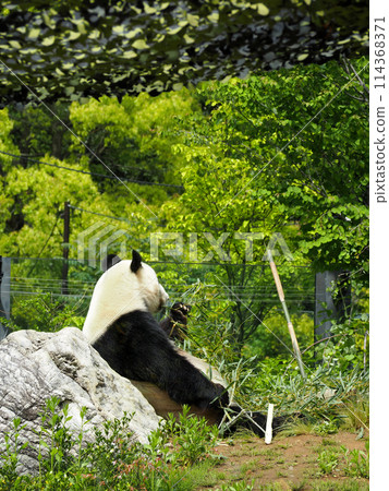 Panda in the zoo eating bamboo Panda in the zoo eating bamboo 114368371
