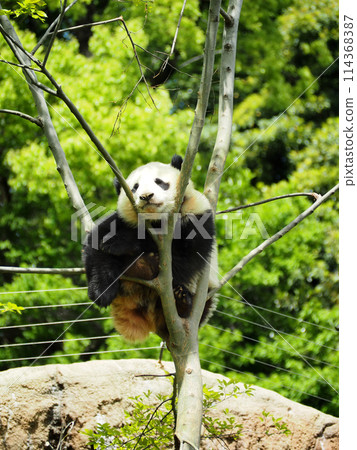 Panda climbing a tree in the zoo Panda climbing a tree in the zoo 114368387