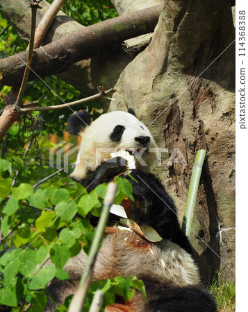 Panda in the zoo eating bamboo shoots 114368388