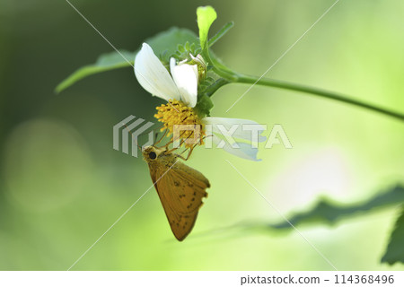 咸豐草花朵上的小黃星弄蝶 114368496