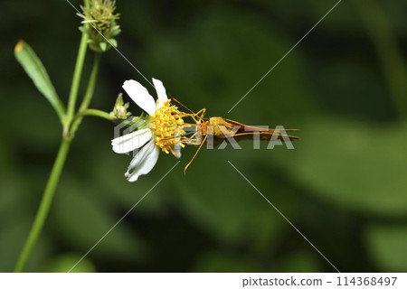 Small yellow stars and butterflies on Xianfeng grass flowers Small yellow stars and butterflies on Xianfeng grass flowers 114368497