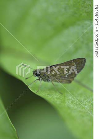 Close-up of butterfly on green leaves Close-up of butterfly on green leaves 114368563