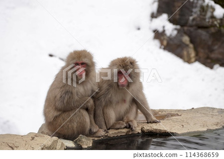 幾隻猴子在雪地裡依偎在一起 幾隻猴子在雪地裡依偎在一起 114368659