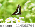 A swallowtail butterfly resting on a dandelion flower 114368794