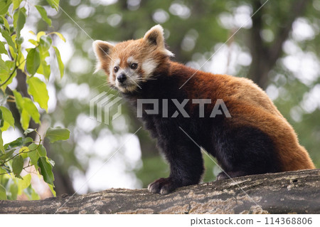 Redress Panda on a tree 114368806
