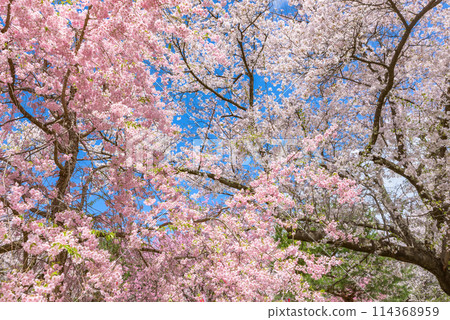 Cherry blossoms in full bloom at Komoro Castle Ruins and Kaikoen Garden (Komoro City, Nagano Prefecture) - One of Japan's Top 100 Cherry Blossom Spots 114368959