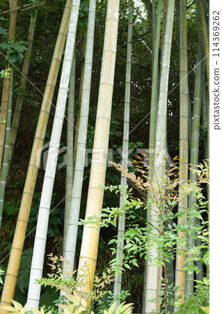 Spring bamboo grove Spring bamboo grove 114369262