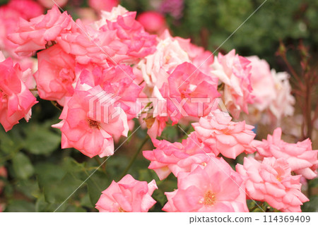 Roses in full bloom Roses in full bloom 114369409
