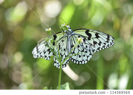 在咸豐草花朵吸食花蜜的大白斑蝶微距 114369569