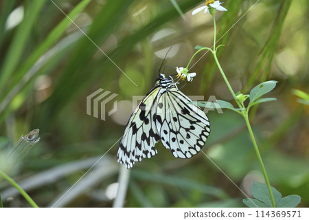 在咸豐草花朵吸食花蜜的大白斑蝶微距 114369571