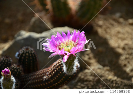 Pink cactus flower 114369598