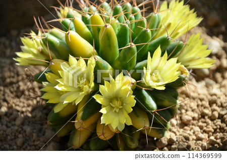 黃色仙人掌花 114369599