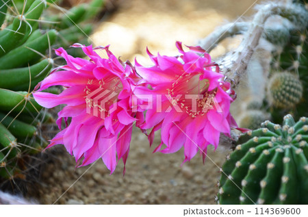 粉紅仙人掌花 粉紅仙人掌花 114369600