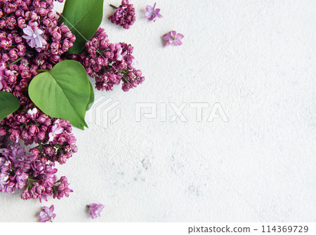 Lilac flowers  background. 114369729