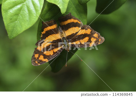 Close-up of leopard and nymphal butterfly resting on green leaves Close-up of leopard and nymphal butterfly resting on green leaves 114369845