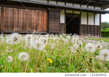 Dandelions on the farm Dandelions on the farm 114369939