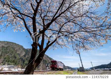 列車在盛開的櫻花下行駛 114370229