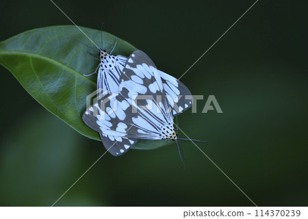 Close-up of white butterfly moth in low light Close-up of white butterfly moth in low light 114370239