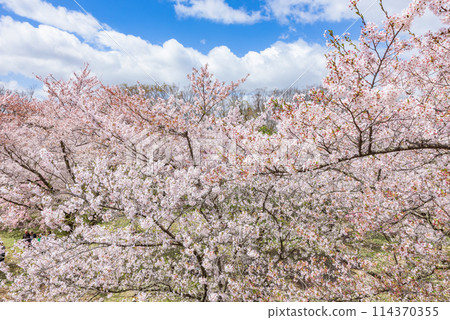 Cherry blossoms in full bloom at Komoro Castle Ruins and Kaikoen Garden (Komoro City, Nagano Prefecture) - One of Japan's Top 100 Cherry Blossom Spots Cherry blossoms in full bloom at Komoro Castle Ruins and Kaikoen Garden (Komoro City, Nagano Prefecture) - One of Japan's Top 100 Cherry Blossom Spots 114370355