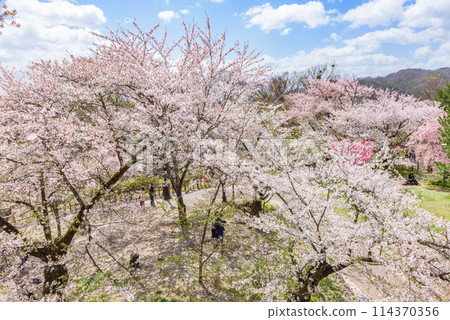 Cherry blossoms in full bloom at Komoro Castle Ruins and Kaikoen Garden (Komoro City, Nagano Prefecture) - One of Japan's Top 100 Cherry Blossom Spots Cherry blossoms in full bloom at Komoro Castle Ruins and Kaikoen Garden (Komoro City, Nagano Prefecture) - One of Japan's Top 100 Cherry Blossom Spots 114370356