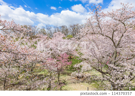 Cherry blossoms in full bloom at Komoro Castle Ruins and Kaikoen Garden (Komoro City, Nagano Prefecture) - One of Japan's Top 100 Cherry Blossom Spots Cherry blossoms in full bloom at Komoro Castle Ruins and Kaikoen Garden (Komoro City, Nagano Prefecture) - One of Japan's Top 100 Cherry Blossom Spots 114370357
