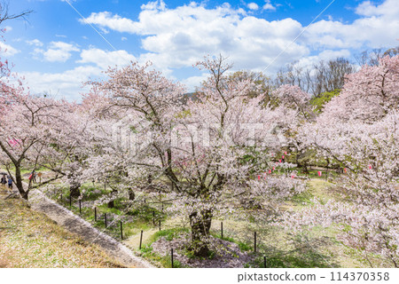 Cherry blossoms in full bloom at Komoro Castle Ruins and Kaikoen Garden (Komoro City, Nagano Prefecture) - One of Japan's Top 100 Cherry Blossom Spots 114370358