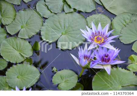 Brightly blooming lilac tropical water lilies 114370364