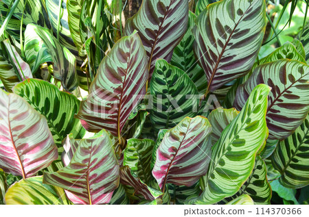 Calathea makoyana leaves with beautiful and unique patterns 114370366