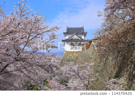 Tsuyama Castle: Bitchu Turret and cherry blossoms in full bloom Tsuyama Castle: Bitchu Turret and cherry blossoms in full bloom 114370420