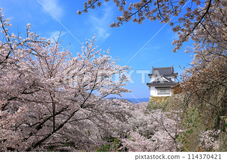 Tsuyama Castle: Bitchu Turret and cherry blossoms in full bloom Tsuyama Castle: Bitchu Turret and cherry blossoms in full bloom 114370421