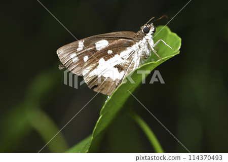 一隻大白紋弄蝶棲息在綠色葉子上 114370493