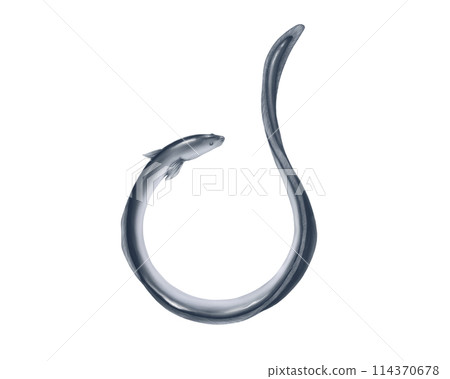 圓鰻魚的寫實水彩插圖 圓鰻魚的寫實水彩插圖 114370678