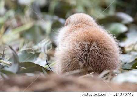 黑尾草原土撥鼠對角線後視圖（兒童） 114370742