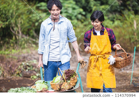 Men and women harvesting vegetables in the field 114370994
