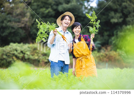 男人和女人在田裡收穫蔬菜 114370996