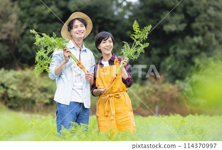 男人和女人在田裡收穫蔬菜 114370997