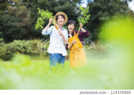 男人和女人在田裡收穫蔬菜 114370998